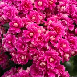 Kalanchoe con flores rosas